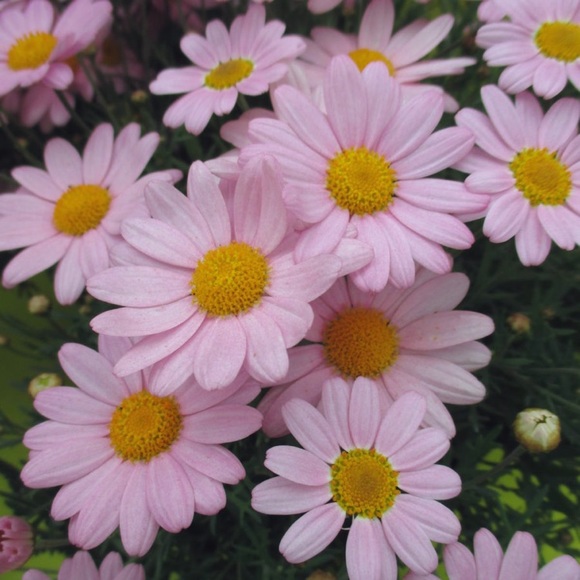 Meet your Posher, Jenny - Picture 1 of 1